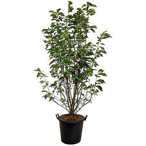 Magnolia Heaven Scent, D 50 cm, H 240 cm