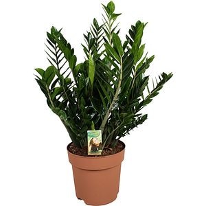Zamioculcas Zamiifolia, D 30 cm, H 80 cm