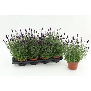 Lavanda Hidcote, H 25 cm