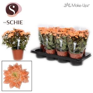 Crizantema (Chrysanthemum Grandezza Make-Upz), H 25 cm