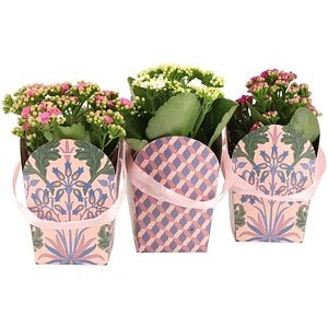 Kalanchoe in ambalaj cadou, D12 cm, H27 cm