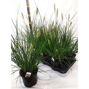 Iarba de fantana (Pennisetum alopecuroides Hameln), H 55 cm