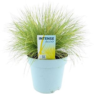 Festuca Glauca Amigold, D17 cm, H30 cm