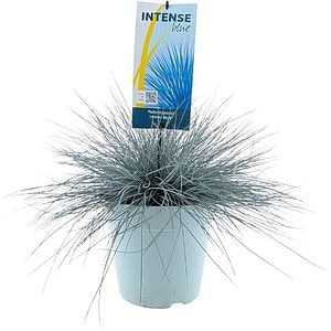 Festuca Glauca Intense Blue, D23 cm, H45 cm