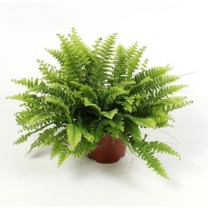 Feriga Boston (Nephrolepis Boston Green Moment), 17 cm