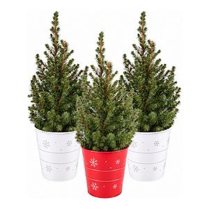 Molid ornamental Picea Glauca, ghiveci din zinc, H 50 cm