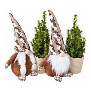 Molid ornamental Gnome, H 40 cm