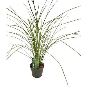 Miscanthus Sinensis Gracillimus, D23 cm, H80 cm