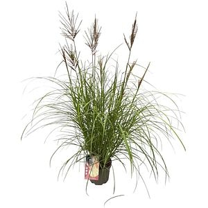Miscanthus Sinensis Red Chief, D23 cm, H80 cm