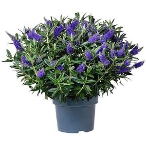 Mix Hebe Addenda, D 23cm, H 40cm