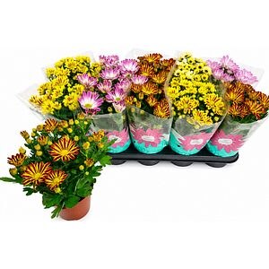 Crizantema Specials, D12 cm, H20 cm