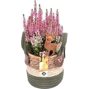 Aranjament Calluna in cos, D14 cm, H30 cm