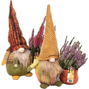 Aranjament Calluna Gnoom, D24 cm, H40 cm