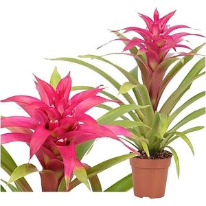 Guzmania Deseo Mimesis Roz, D 12 cm, H 42 cm