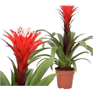 Guzmania Rockyflower Hope Mimesis, D 12 cm, H 43 cm