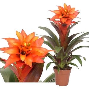 Guzmania Fiero Mimesis, D 12 cm, H 45 cm