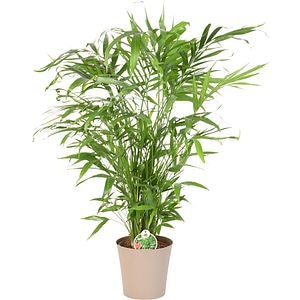 Palmier Cat Palm (Chamaedorea cataractarum), H 120 cm