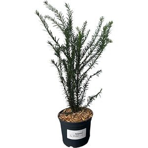 Taxus Baccata, D19cm, H60-80cm