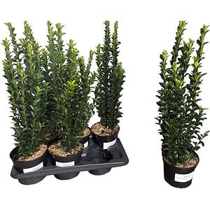 Euonymus Japonicus Green Spire, D17cm, H50-70cm