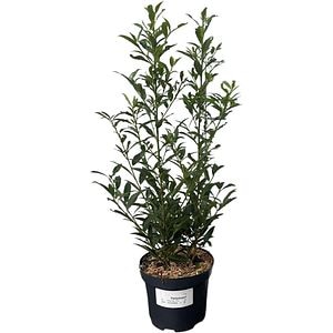 Prunus Lauroserasus Sofia, D19cm, H60-80cm