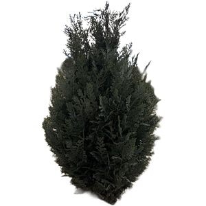 Chamaecyparis Lawsoniana Columnaris, D23cm, H140cm