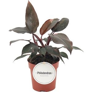 Filodendron Burgundy Princess (Philodendron Burgundy Princess), H 25 cm