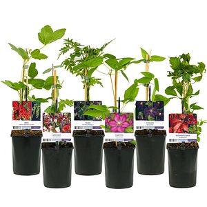 Mix Plante Agatatoare Mini, D 11 cm, H 45 cm