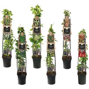 Mix Plante Agatatoare, D 17 cm, H 80 cm