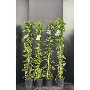 Mix plante cataratoare, 215 cm