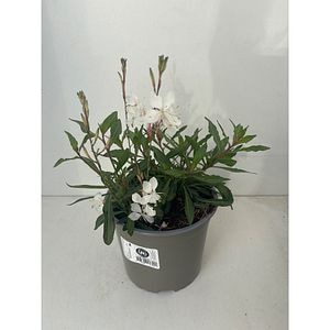 Floarea fluturilor (Gaura lindheimeri), H 35 cm