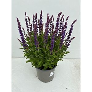 Salvia nemorosa Ostfriesland, H 35 cm