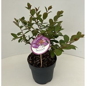 Liliac indian (Lagerstroemia indica), H 35 cm