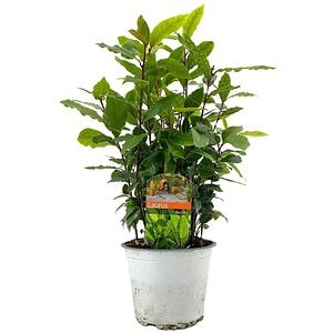 Laurus Nobilis, D14 cm, H30 cm