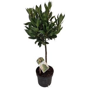 Dafin pe tulpina (Laurus nobilis), H 65 cm