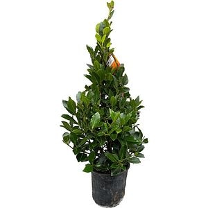 Dafin forma piramidala (Laurus nobilis), H 70 cm