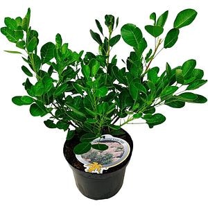 Cotinus Coggygria - Scumpie, D 19 cm, H 50 cm