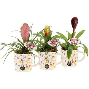 Aranjament floral Smiley, D8 cm, H22 cm