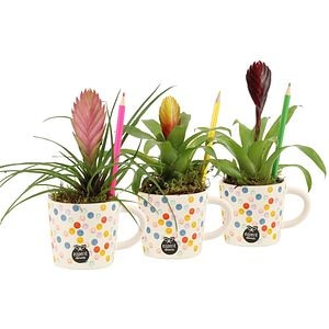 Aranjament floral Love School, D8 cm, H22 cm