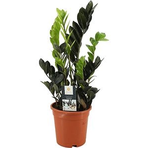 Zamioculcas Raven, D17cm, H65cm