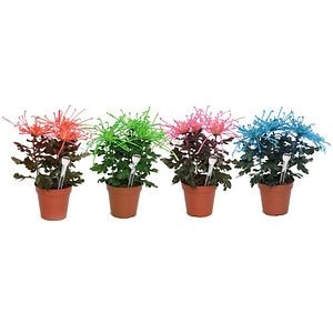 Crizantema (Chrysanthemum morifolium) Fireworks Cream, H 33 cm