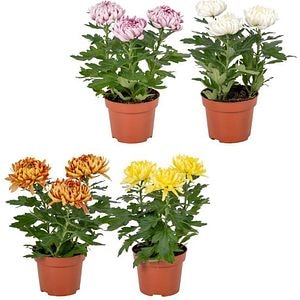 Crizantema (Chrysanthemum morifolium) Cosmo, H 35 cm