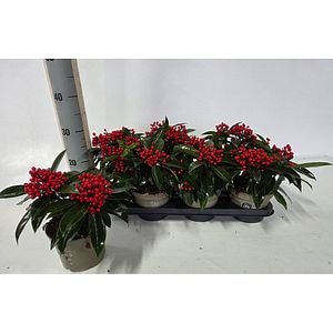 Skimmia japoneza (Skimmia japonica Reevesiana), H 25 cm