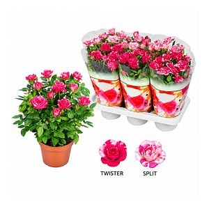 Mix trandafiri bicolori, H 35 cm