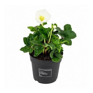 Trandafirul Craciunului (Helleborus Christmas Carol), H 21 cm 