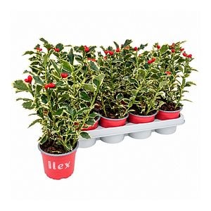 Ilice (Ilex aquifolium Argentea Marginata), H 30 cm