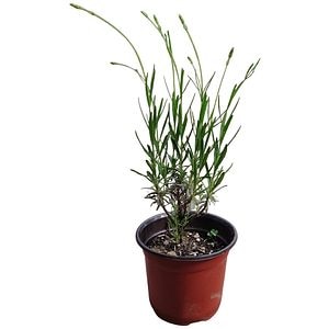 Lavanda, H 20 cm