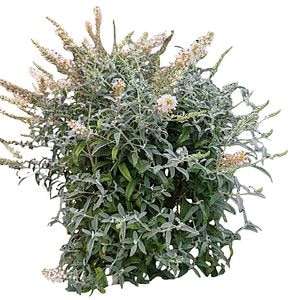 Buddleia Davidii, H 70 cm