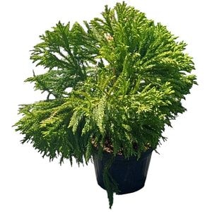 Cedru japonez pitic Globosa Nana (Cryptomeria japonica 'Globosa Nana'), H 30 cm