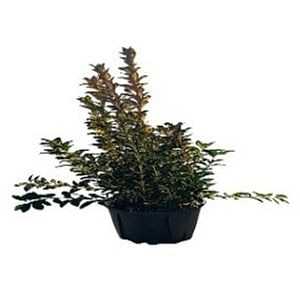 Euonymus J. Aureomarginatus, H 50 cm