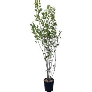 Lemn cainesc (Ligustrum Ovalifolium), H 200 cm